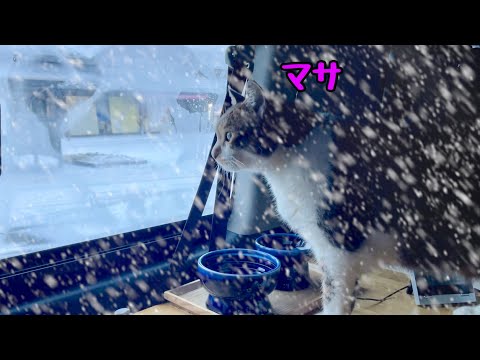 Blizzard Car Camping｜Cat alarm clock is activated
