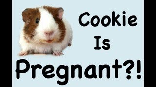 Pregnant Guinea Pig! Signs of Pregnancy and What to do