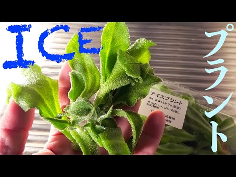 アイスプラント 植物