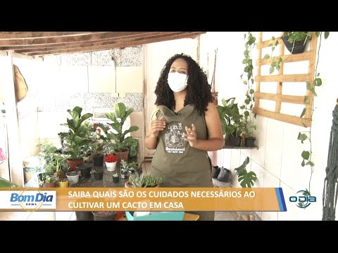 Saiba os cuidados necessários ao cultivar cactos e suculentas em casa 02 07 2021