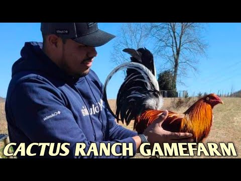 Sweater Rounhead Kelso - CACTUS RANCH FARM