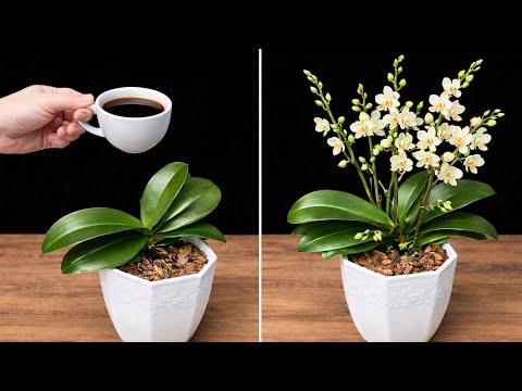 Sadece bunu yapın! Çiçeksiz orkide aniden bol çiçek açar