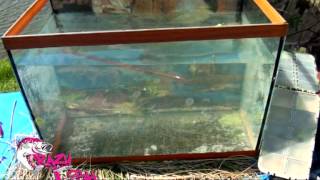 Scalp minnow crazy fish
