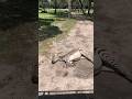 Close Up Of Zebra Sunbathing On Disneys Kilimanjaro Safari Ride Disneyworld Disney Zebra Shorts