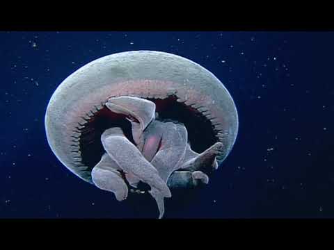 Cnidarians: Life on the Move | Shape of Life