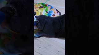 #猫動画#遊びに夢中#可愛い#ブリテッシュショートヘアー#ツンデレ猫