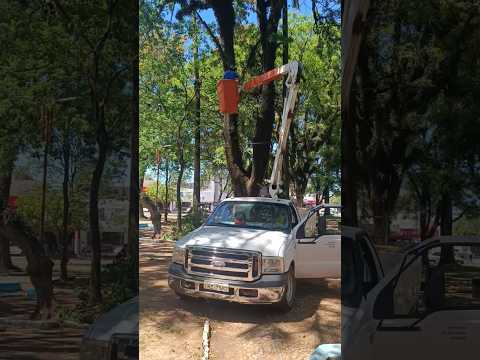 Equipe Arborização Semapa-Bagé: Poda Técnica na Praça do Coreto (Parte 1)