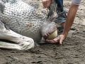 Ostrich Lays Egg