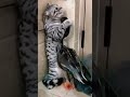 Cat And Goose Fight Funny Video Shorts Wow Awesome Moder Cat Cats Catfight