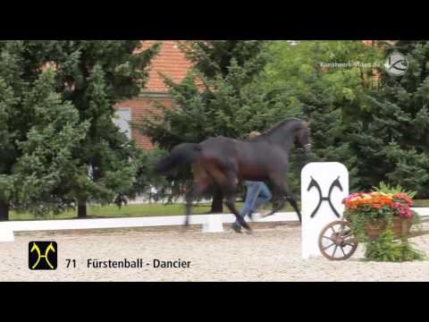 Hanoverian Stallion Licensing 2016 No  71 by Fürstenball Dancier