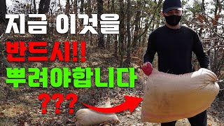 크게 키우고 싶으세요? 그럼 꼭 살포하시는걸 적극 추천합니다!! ㅣ 감나무 성장 촉진제 ㅣ 뿌리는 방법