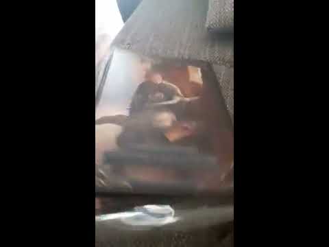 AVENTURISCHE RÜSTKAMMER 2 endlich heil Angekommen! Freu | DSA5