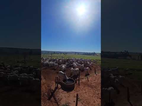 Fazenda Pecuária 218mil hectares Amaporã PR