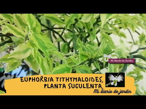 , title : 'Cuidados y cultivo, Pedilanthus zapatitos 🍀Euphorbia Tithymaloides, mi diario de jardin'