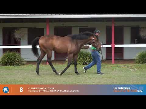 HIP 8 MALIBU MOON-GADIR, B C