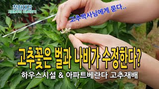 고추꽃 수정작업 벌과 나비가 필요한가? 하우스시설 베란다고추재배 수분