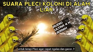 Download lagu JERNIH..!! suara pleci koloni di alam liar cocok untuk terapi pleci agar cepat gacor dorr..!! mp3 Download lagu JERNIH..!! suara pleci koloni di alam liar cocok untuk terapi pleci agar cepat gacor dorr..!! mp3