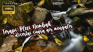 Download lagu 🔴 LIVE Masteran Pleci    Terapi Pleci Nembak Disertai Suara Air Mengalir  Dan Tembakan Pleci mewah mp3