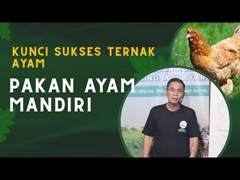 Kunci Sukses Ternak Ayam
