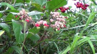 Hummer on Bleeding Hearts