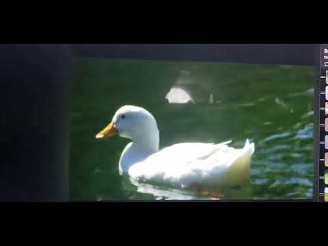 Teletubbies In The ABC Order - Ducks