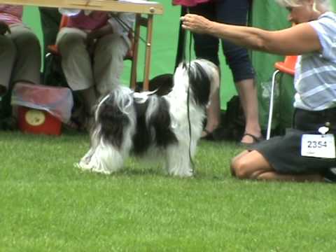 Tibetan terrier "Päivi" - Tibicinan I Belong To You