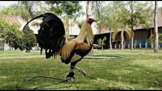 Patas Verdes, Cola Blanca &quot;Grupo Laberinto&quot;