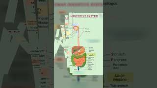 Digestive system #subscribe #song #music #like #motivation #neet #education #Digestivesystem #12th