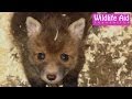 Cute baby fox calling for mum