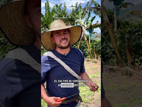 🌱 Del cultivo a la mesa: así nace el espárrago en El Mirador en Anserma, Caldas