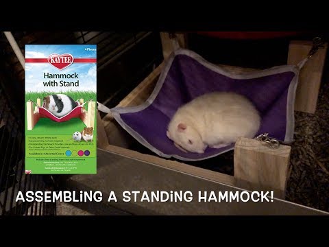 Assembling + Testing the Kaytee Hammock with Stand