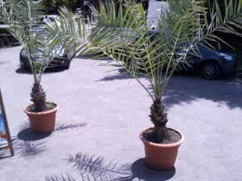 Ciprian Gabriel Live Stream