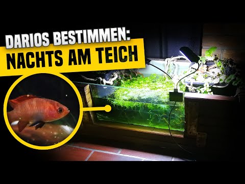 Dario Hysginon oder Dayingensis? Nachtaufnahmen am Miniteich.