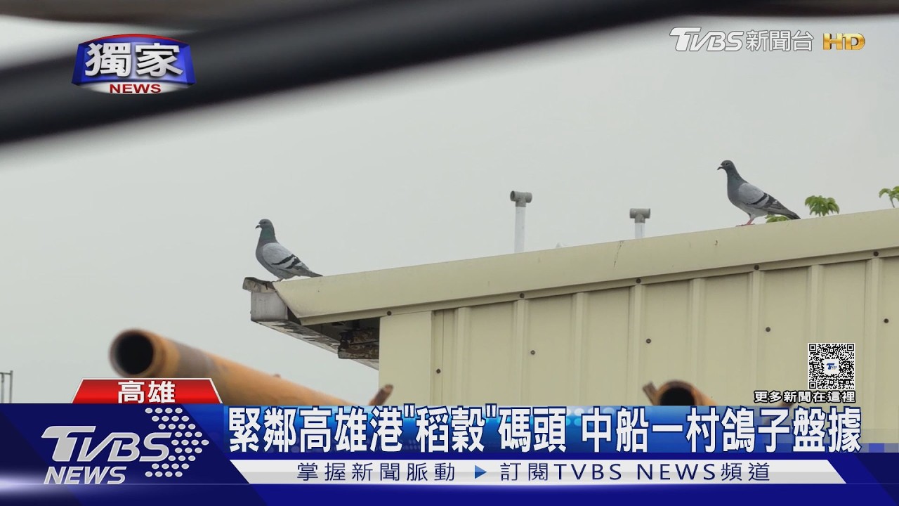 影音獨家/高雄社區鴿滿為患! 晾衣慘遭「空襲」 驅鴿神器惹鄰居翻臉