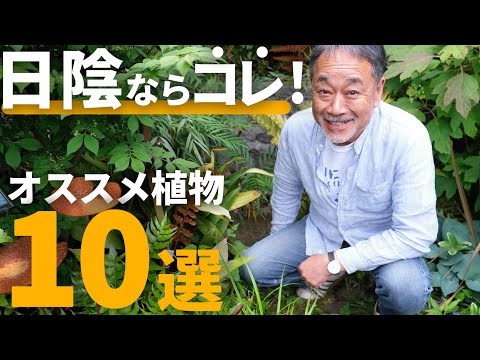 吊り下げ植物日よけ、完全な太陽の常緑樹の庭園、維持が簡単
