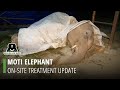 Moti Elephant Update