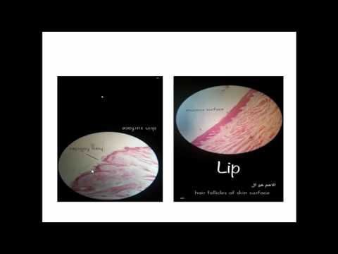 Practical Mod 17 - GIT - Dr. Iman Nabil - By Kareemovic - Part 01