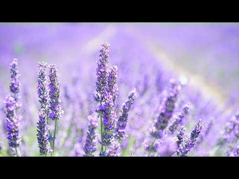 Músicas Clássicas para Harmonização | Evangelho Cristão no Lar | Oração | Piano Instrumental