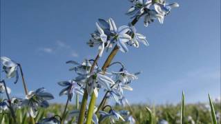 Marcel Khalife - Ya Arise'l Janoubi