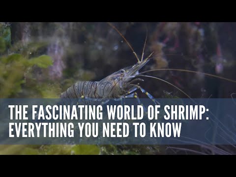 The Fascinating World of Shrimp: Everything You Need to Know