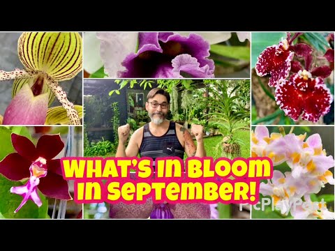 Wonderful new blooms! Let’s walk through my green house for some amazing flowers in September🌸