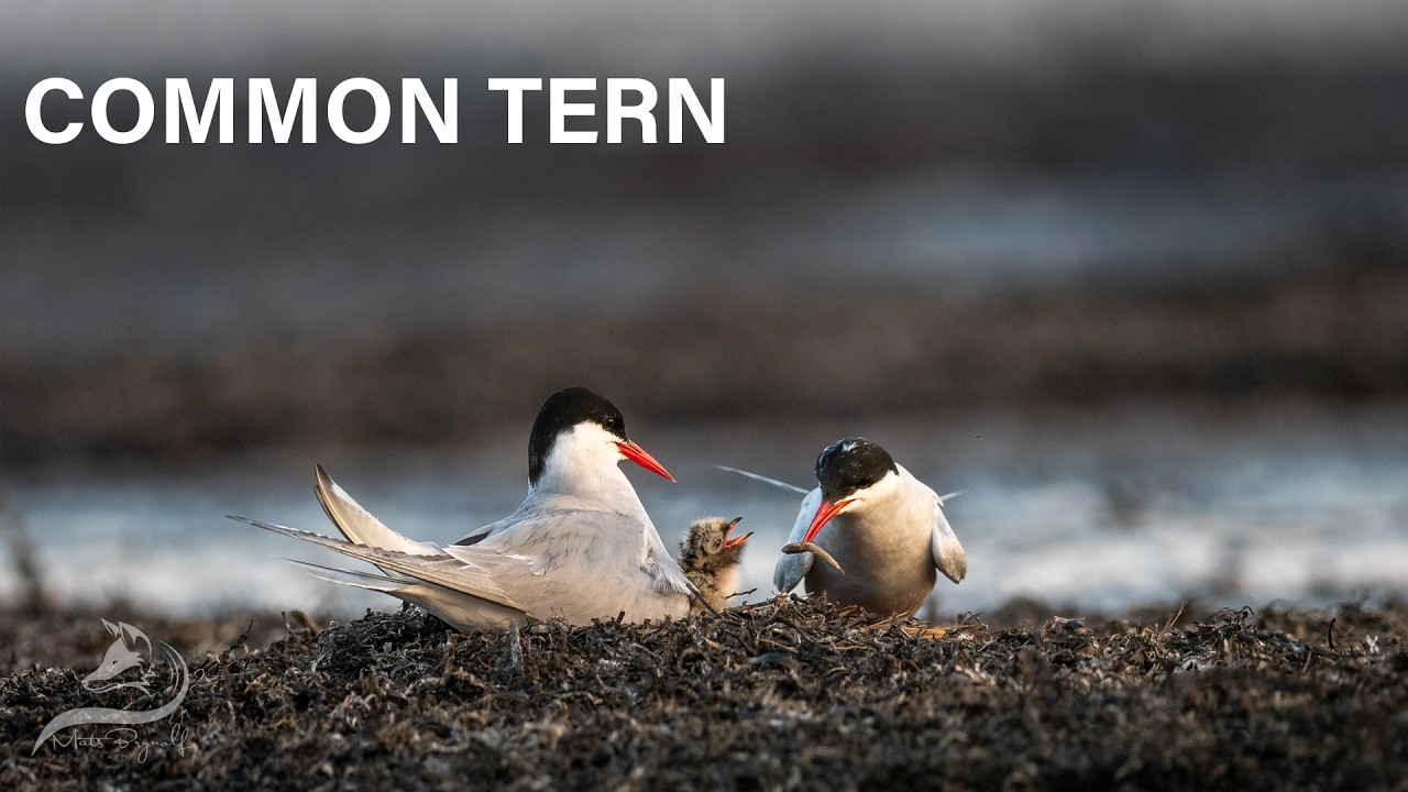 The Incredible Secret Life of the Common Tern: From Courtship to Chicks