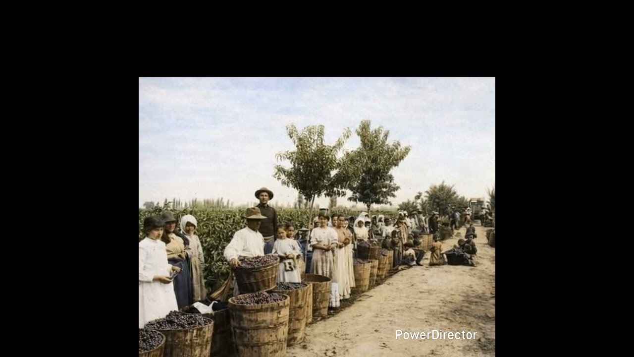 Vendimiadores en la labor de la cosecha de uvas en 1936
