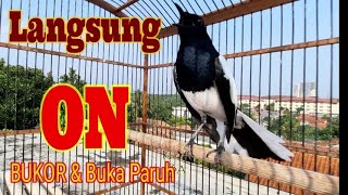 Download lagu Kacer Gacor Bongkar Materi Full Isian Mewah Ampuh Memancing Emosi Kacer Lain #kacermania mp3 Download lagu Kacer Gacor Bongkar Materi Full Isian Mewah Ampuh Memancing Emosi Kacer Lain #kacermania mp3