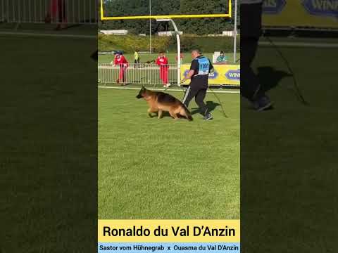 Ronaldo du Val D’Anzin | s/o Sastor vom Hühnegrab #gsd #bszs2023 #dogshow #germanshepherd
