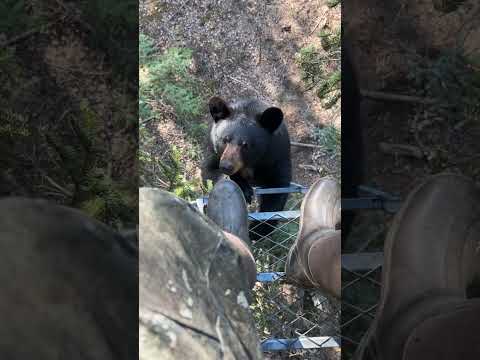 Bear bites hunter