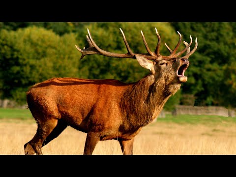 The nature of beauty deer 🦌 group videos forest nature relaxation sounds animals collection 4k