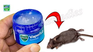 How To Get Rid Of Mice And Rats With Vicks VapoRub