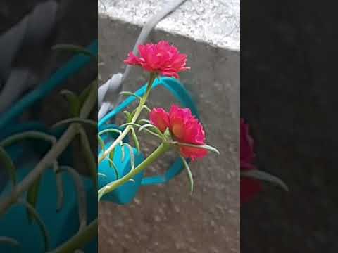 Plants of leaves and flower