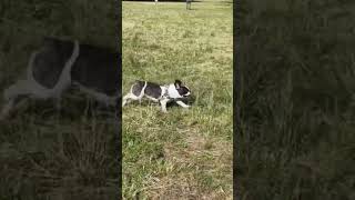 代々木公園で軽快に走るワンコ#shorts